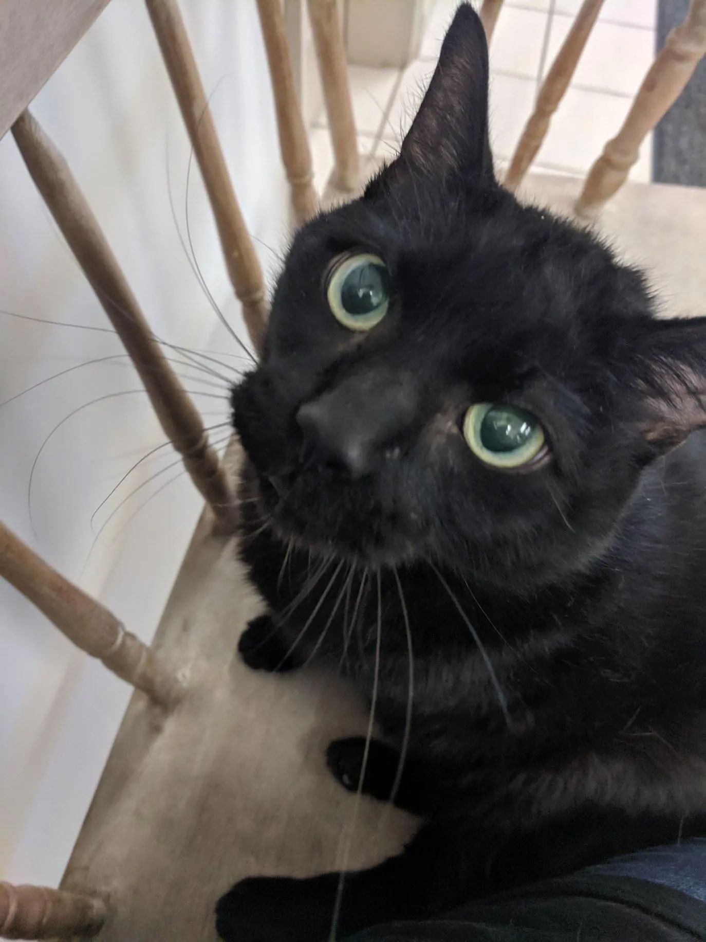 Vincent James Bolger — Clinton, MA — Clinton Veterinary Hospital