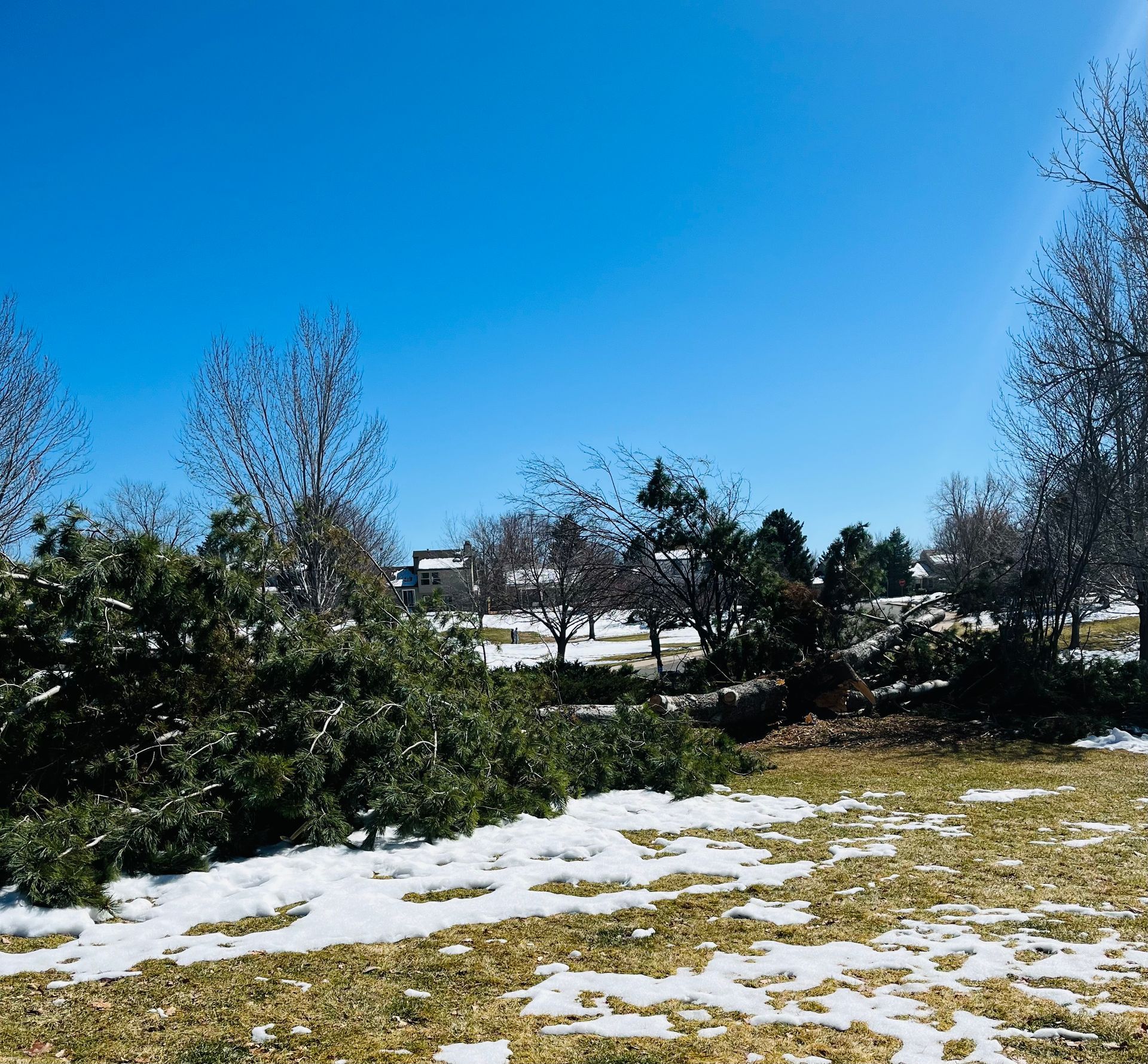 A snowy field with trees and bushes in the background