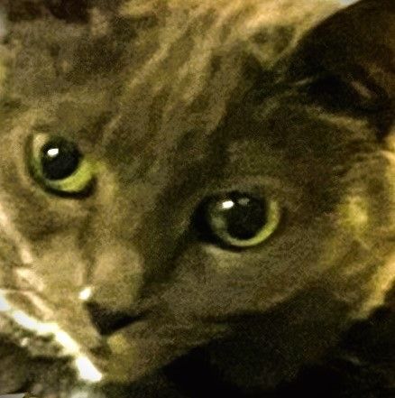 A close up of a cat 's face with green eyes looking at the camera.