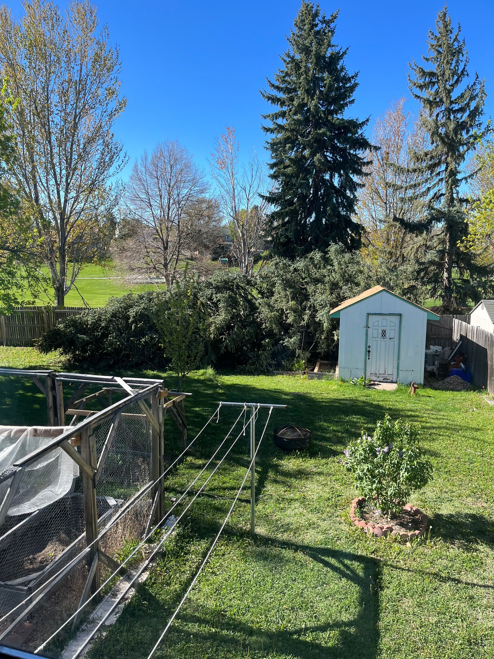A white shed is sitting in the middle of a lush green yard.