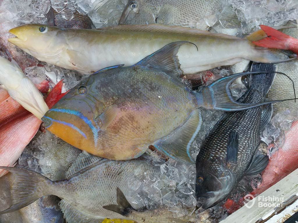 A colorful Triggerfish laying on some ice and other fish after being caught on a fishing trip