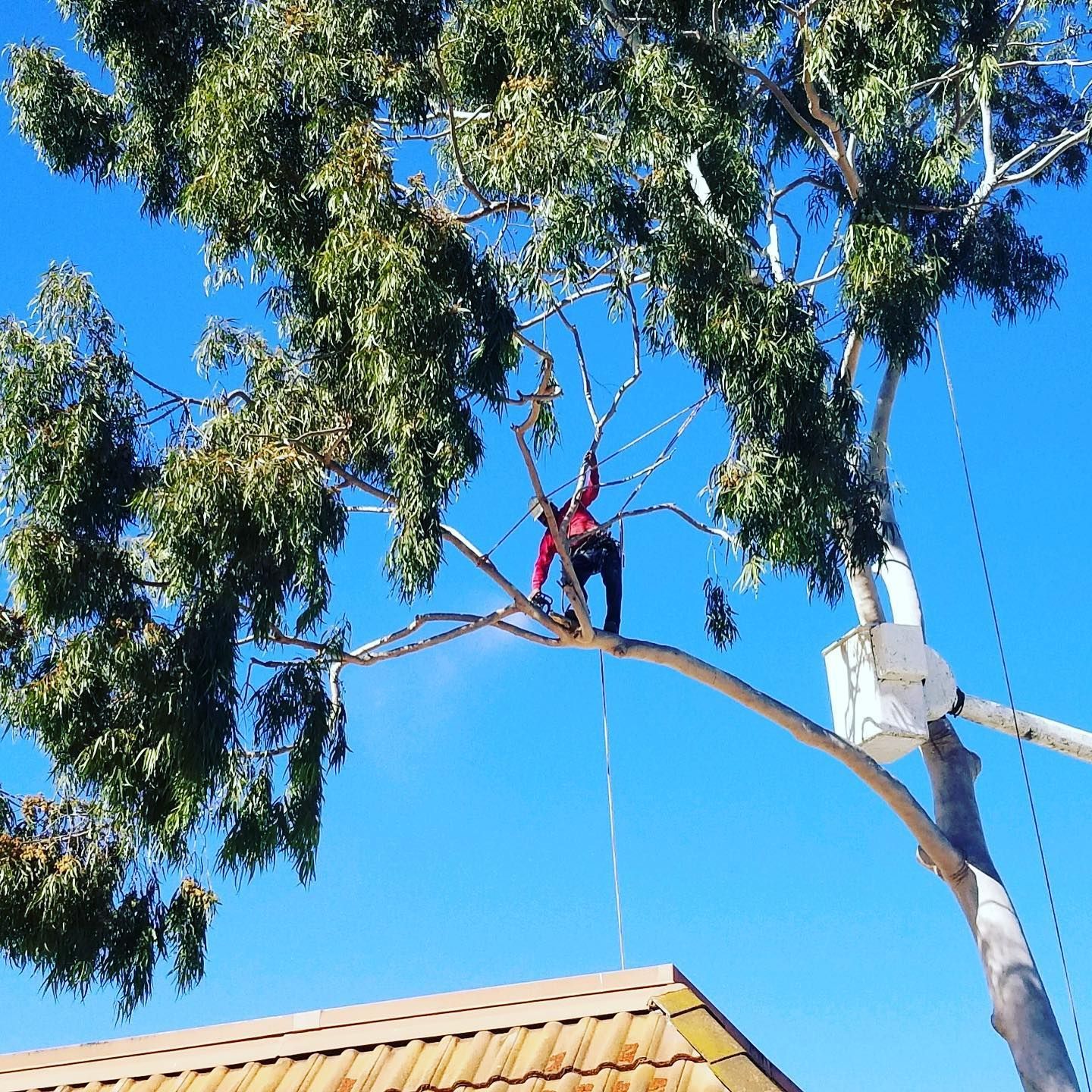 Worker in a tree with a chainsaw, near a power pole and roof under a blue sky.