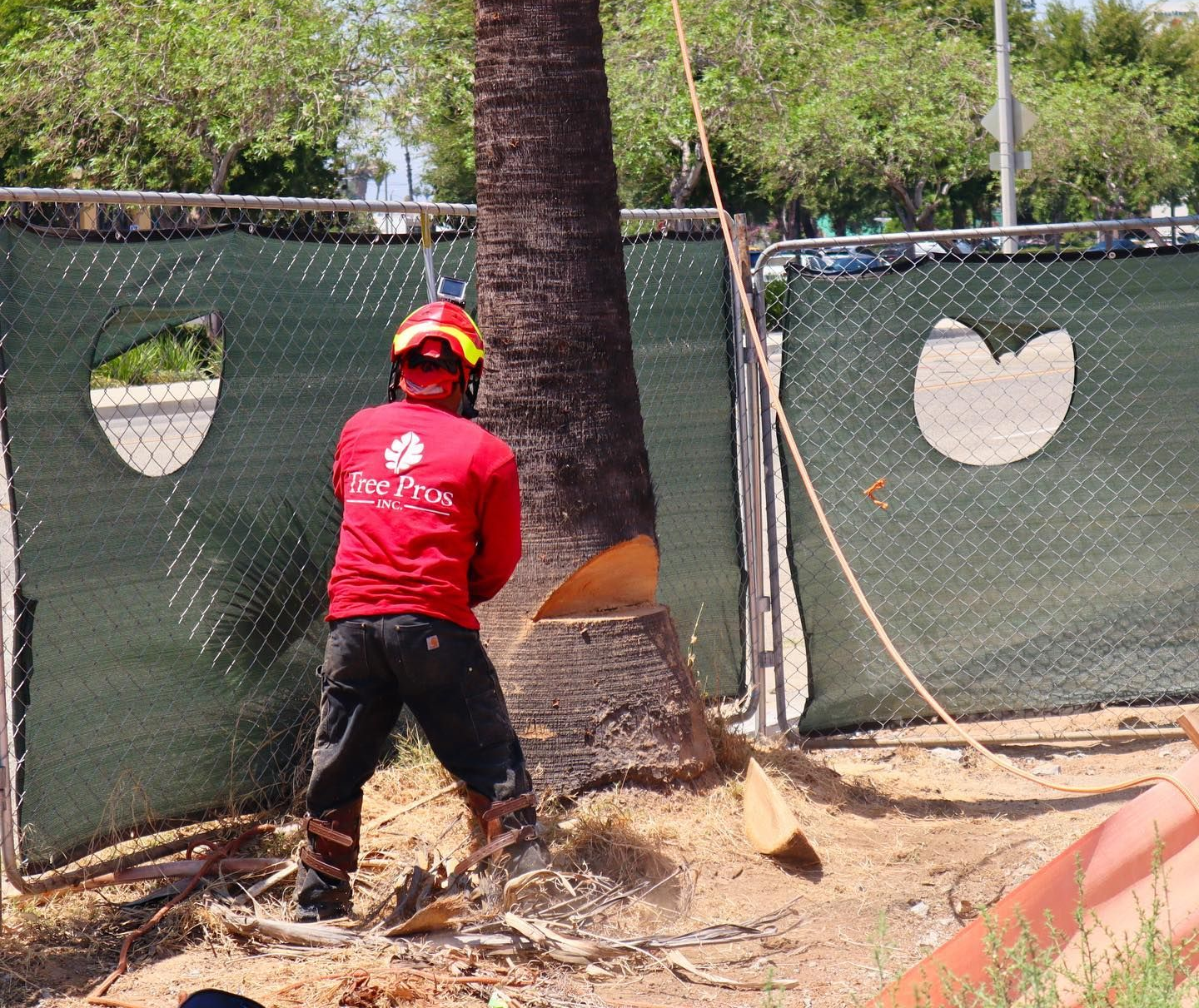 Person in red shirt and yellow helmet cuts a palm tree trunk with a chainsaw behind a fenced area.