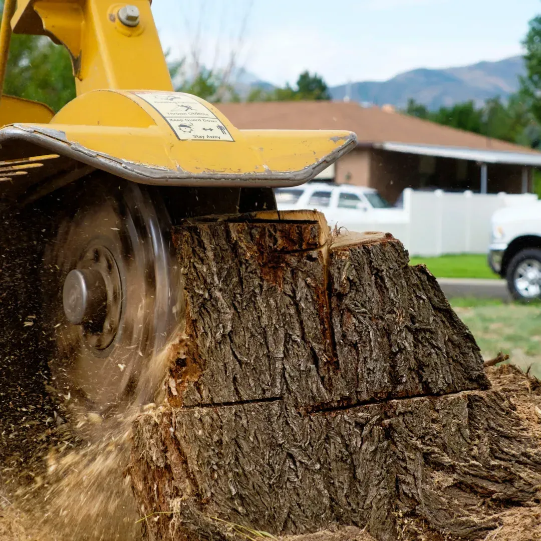 A machine is cutting a tree stump in front of a house.