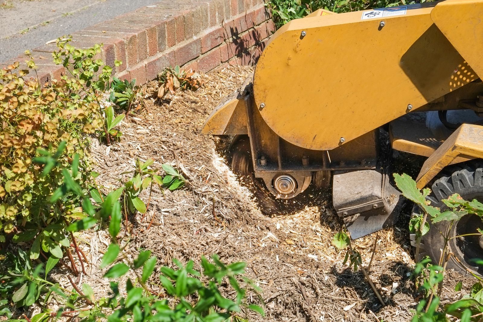 Yellow stump grinder grinding wood chips near a brick wall and vegetation.