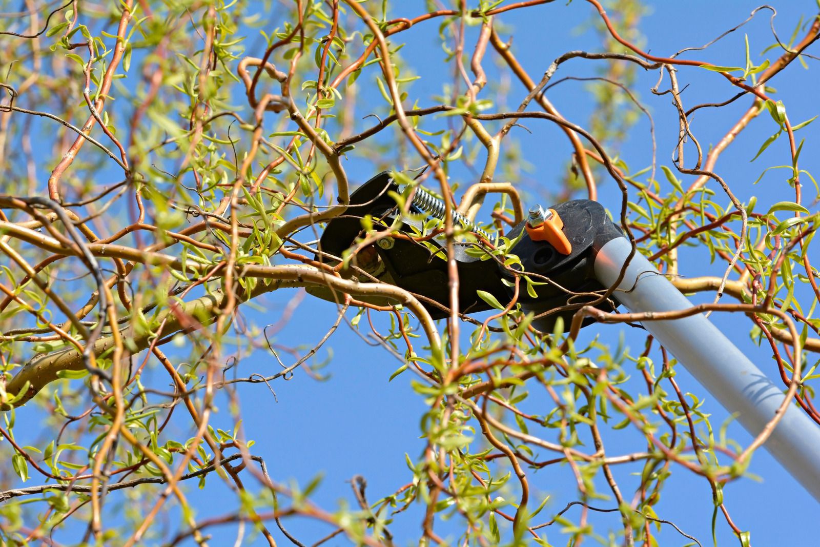 A person is cutting a tree branch with a pair of scissors.