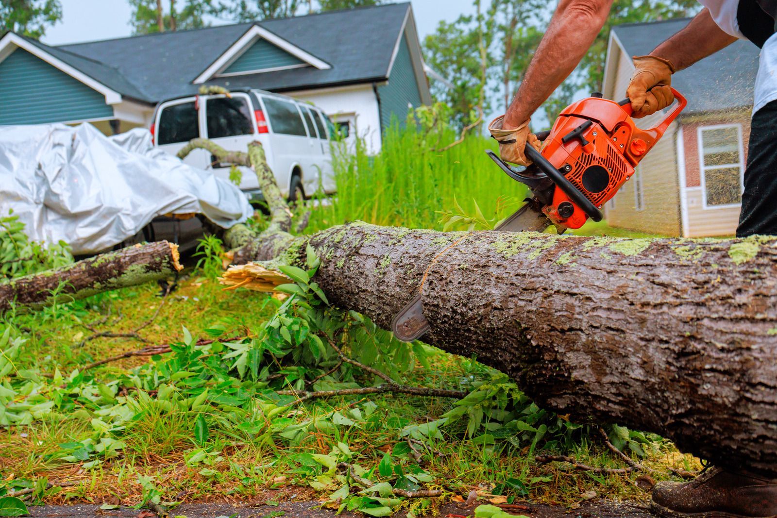 Man using chainsaw to cut a fallen tree in front of houses.