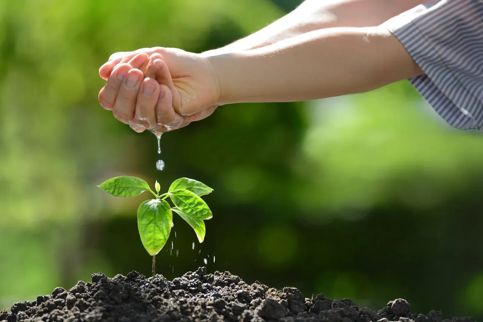 Hand watering a small green plant.