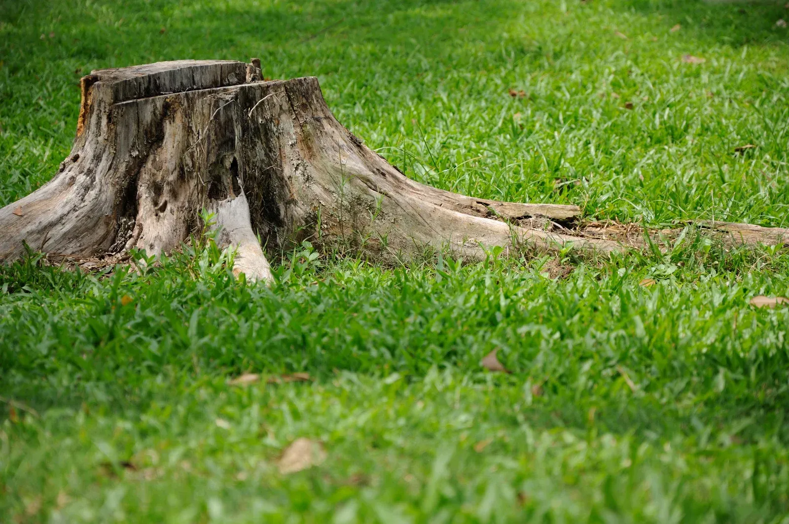 Tree stump in green grass.