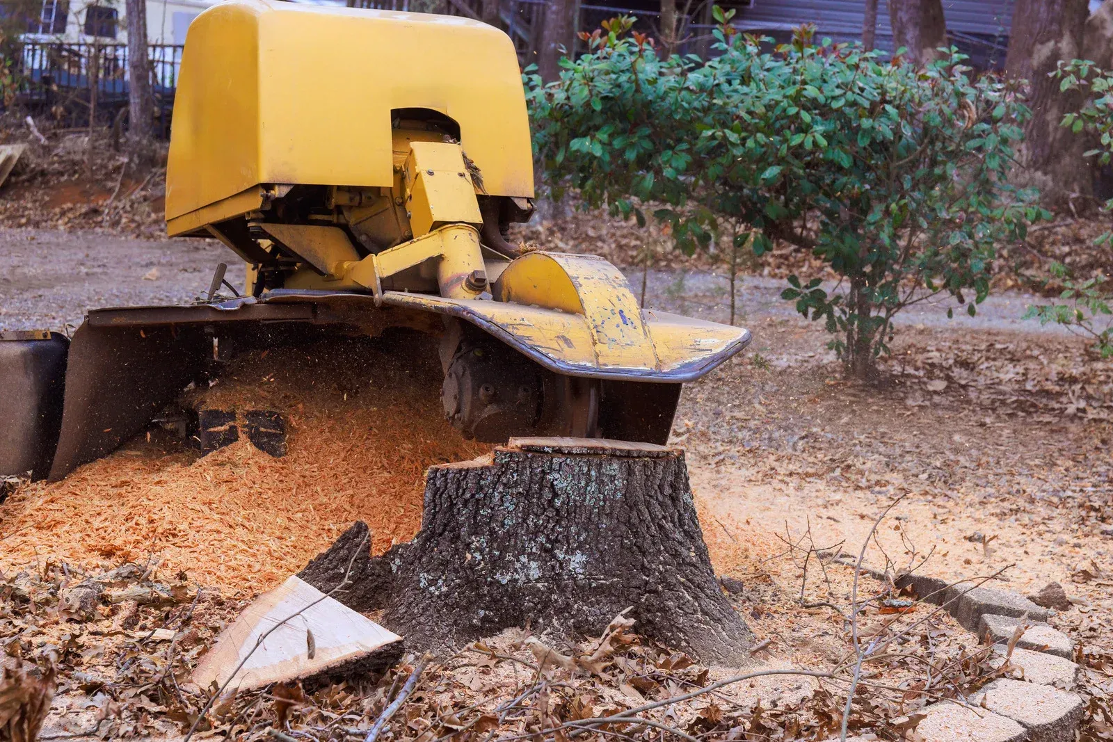 Yellow stump grinder grinding a tree stump in a yard, wood chips flying.