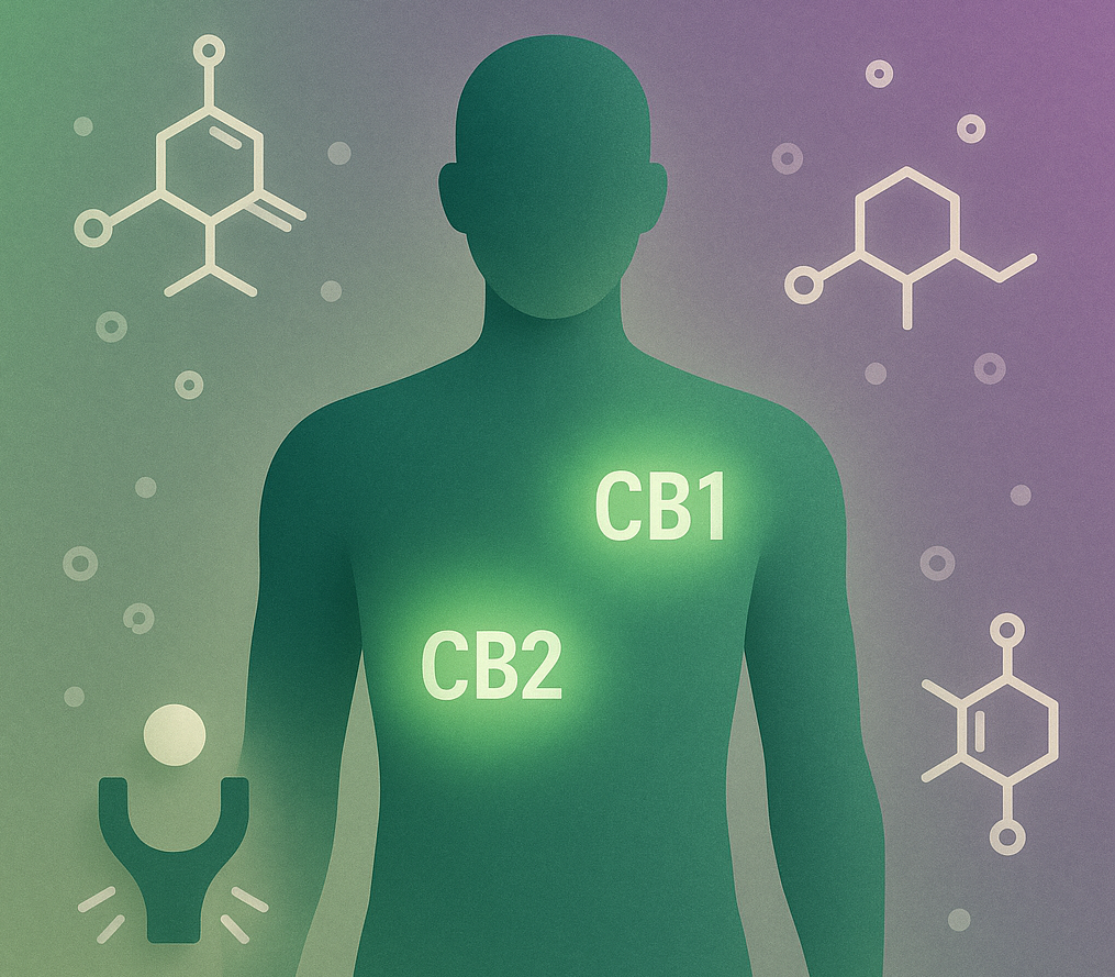 Illustration of CB1 and CB2 cannabinoid receptors on a human figure with molecular structures in background