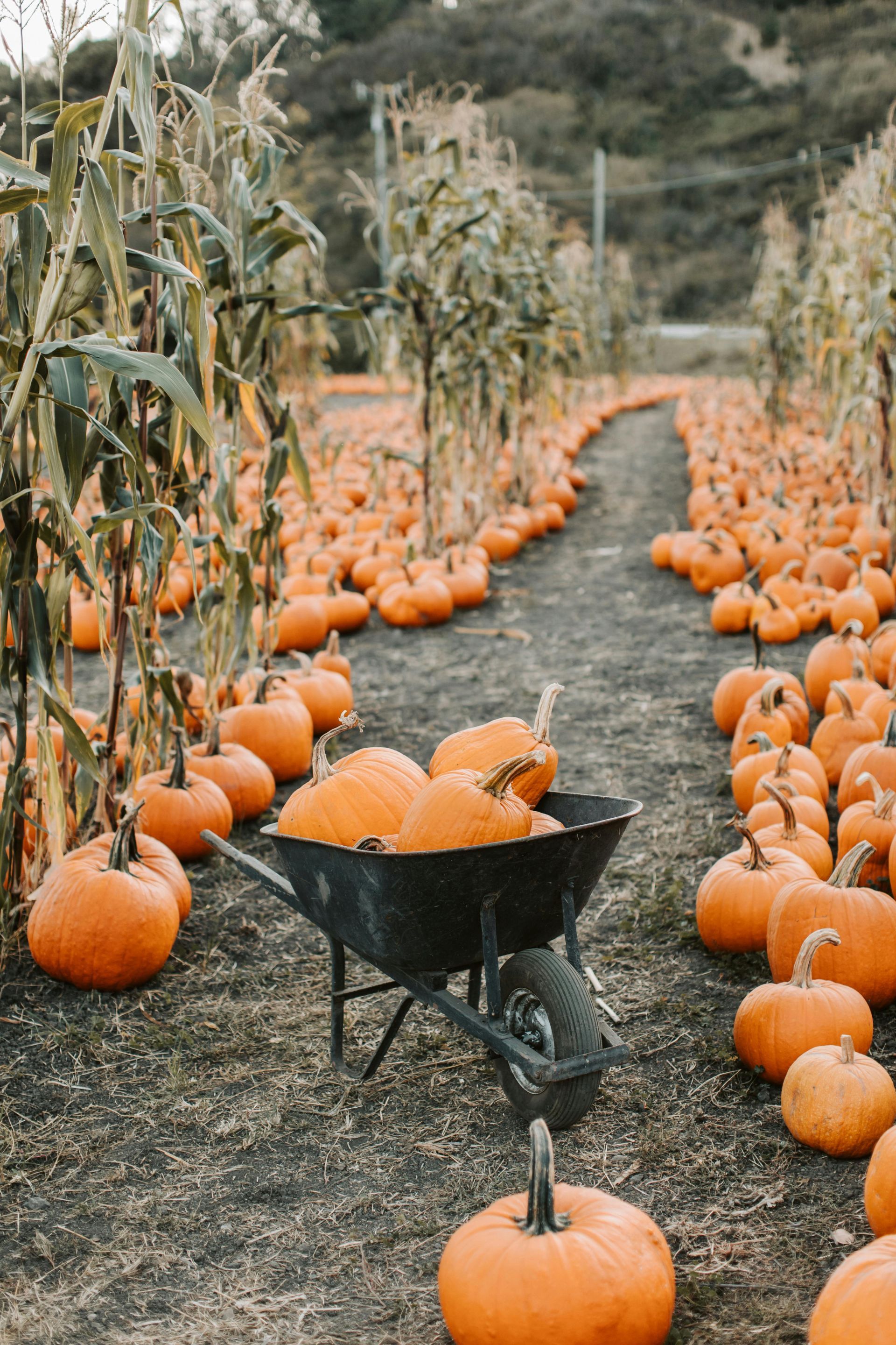 Fall festival in State College, PA with pumpkins