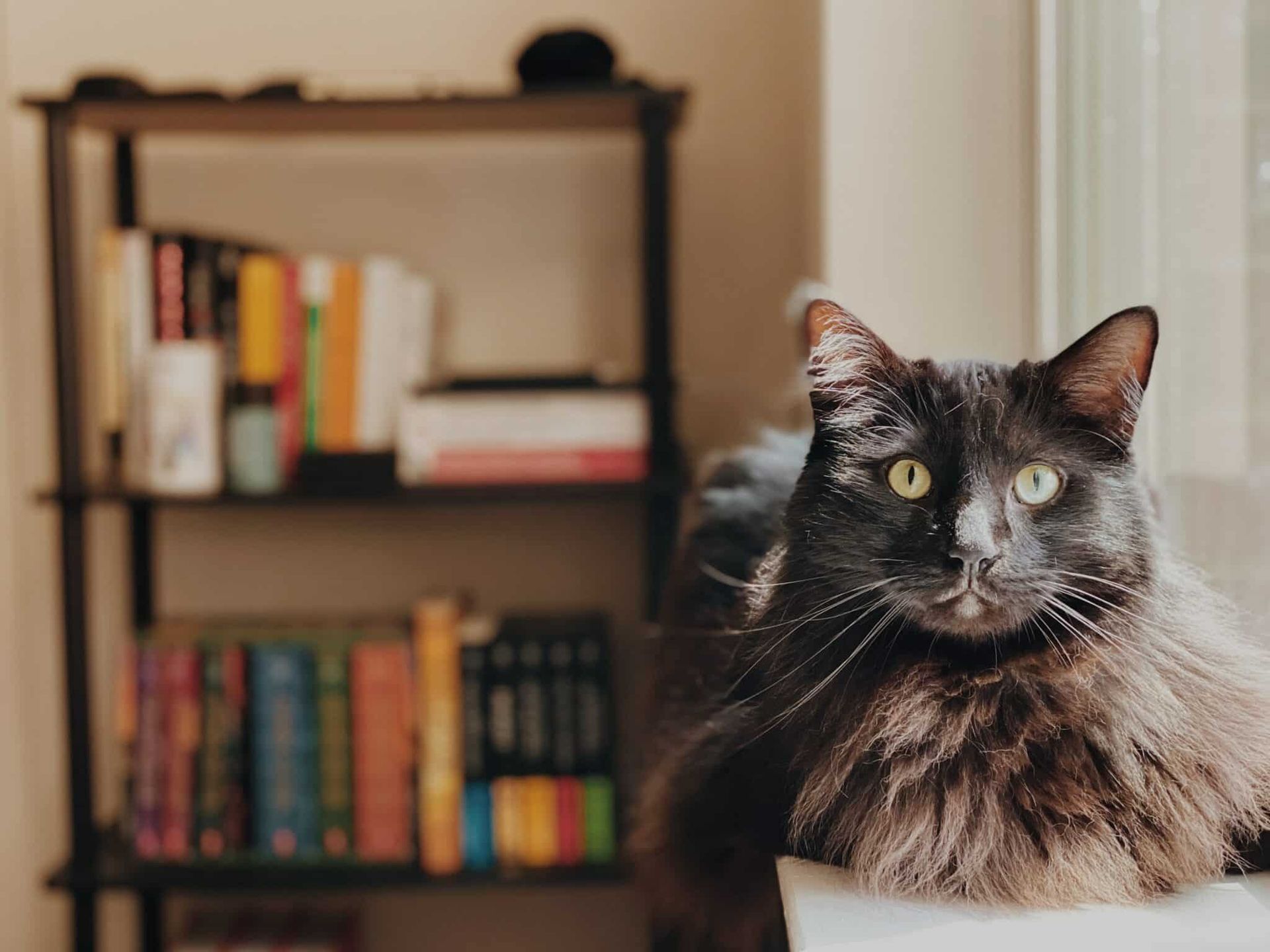 A black cat is sitting on a window sill in front of a bookshelf.