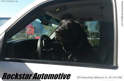 Dog | Rockstar Automotive