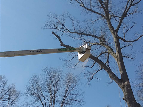 Cutting branch using elevation macine - Taylors, SC | DHG Tree Service