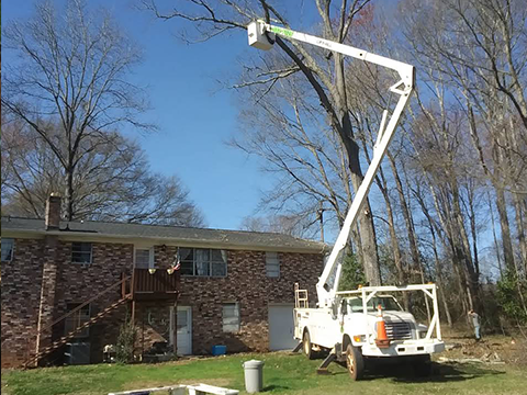 Branch trimming - Taylors, SC | DHG Tree Service