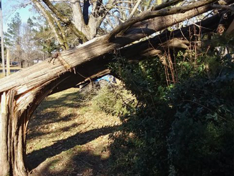 Fallen treee - Taylors, SC | DHG Tree Service