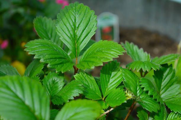 Strawberry leaves, Watsonville CA