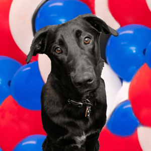 Black dog with curious expression, set against a backdrop of red, white, and blue balloons.