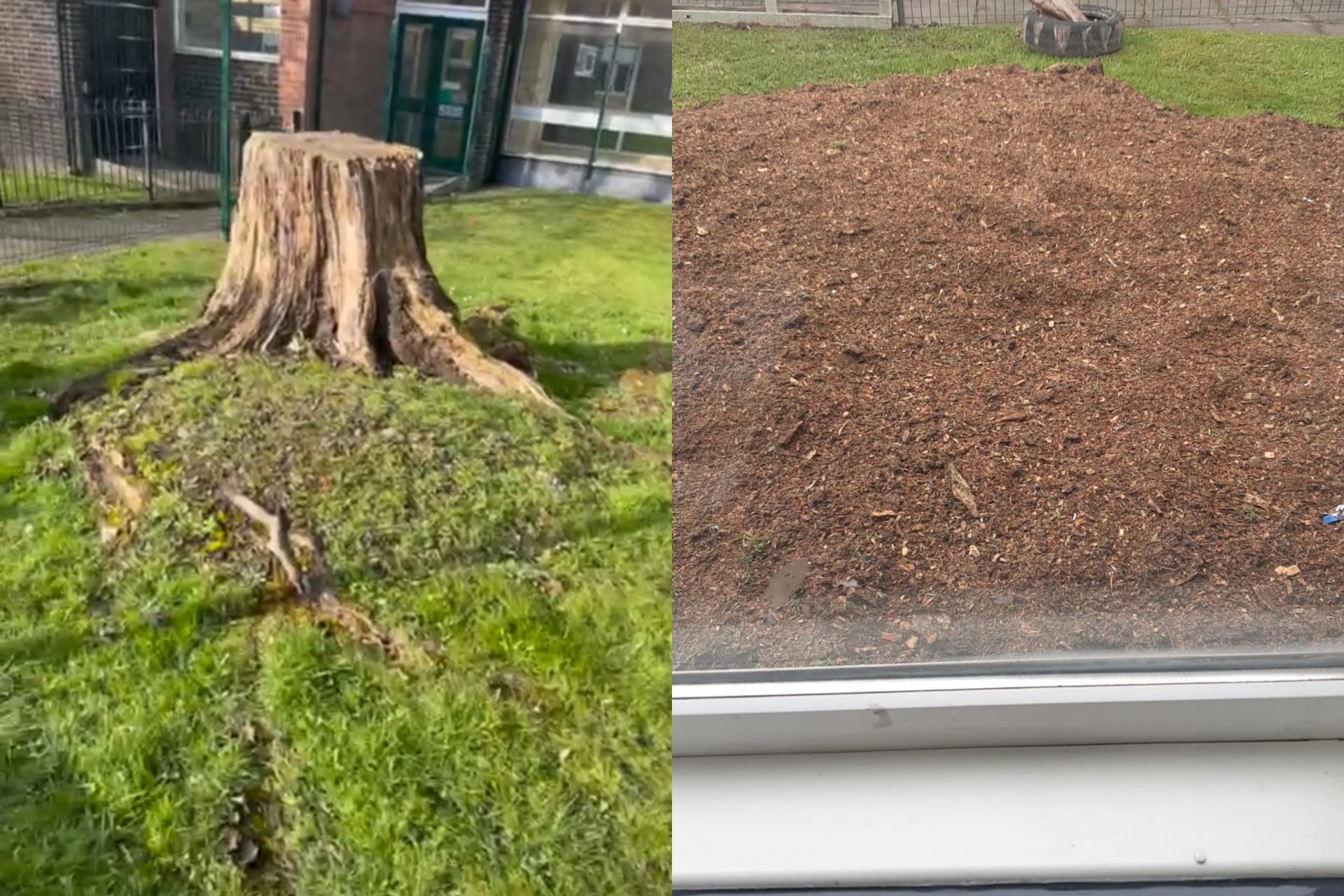 The Tree Stump Removers Grinding & Stump Removals Near Me
