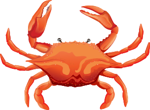 Orange crab with large claws.