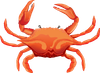 Orange crab with large claws.