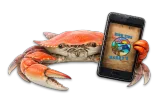 Orange crab with large claws.