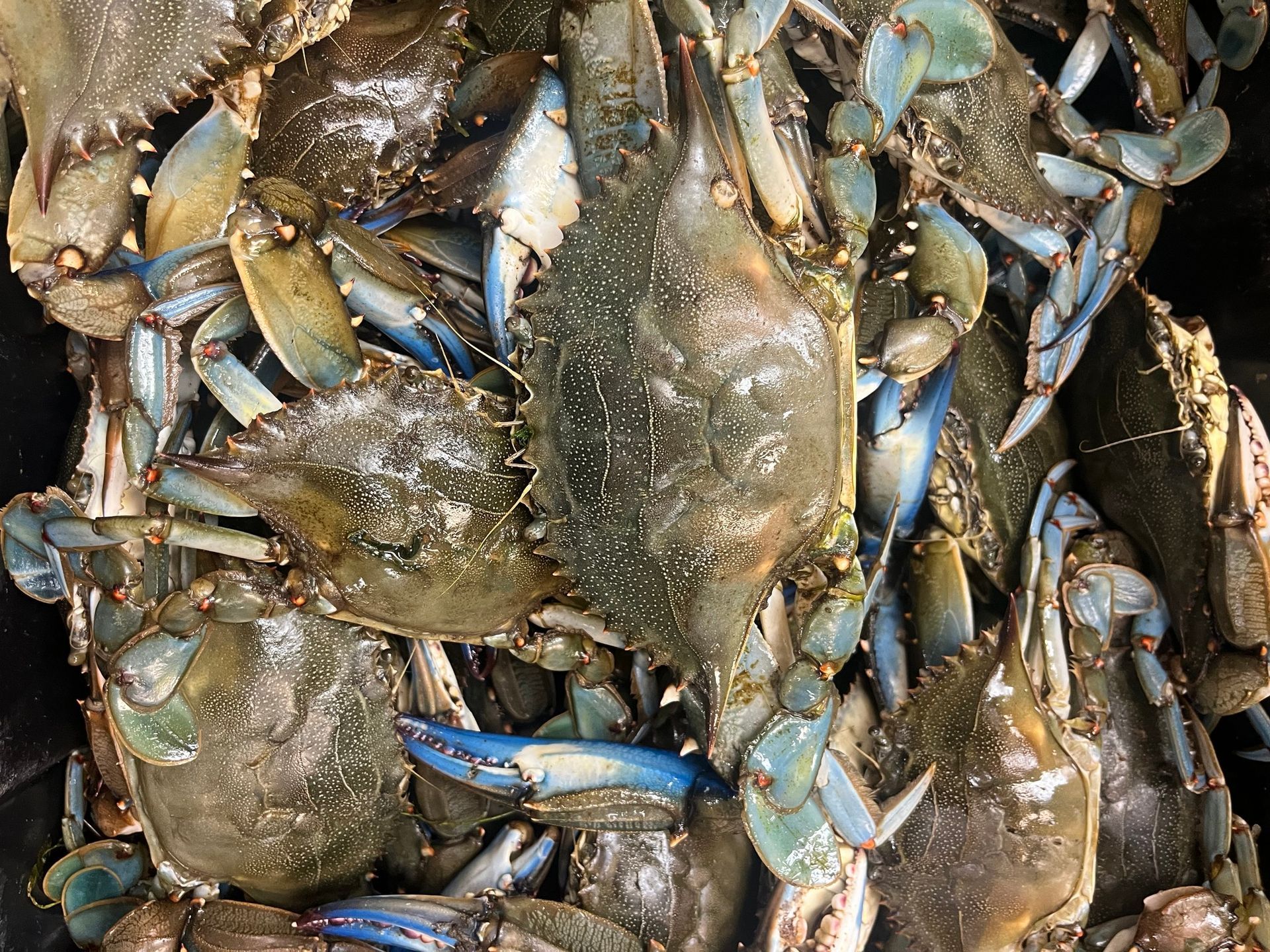 Pile of blue crabs with blue claws and speckled shells. At High Tide Harry's