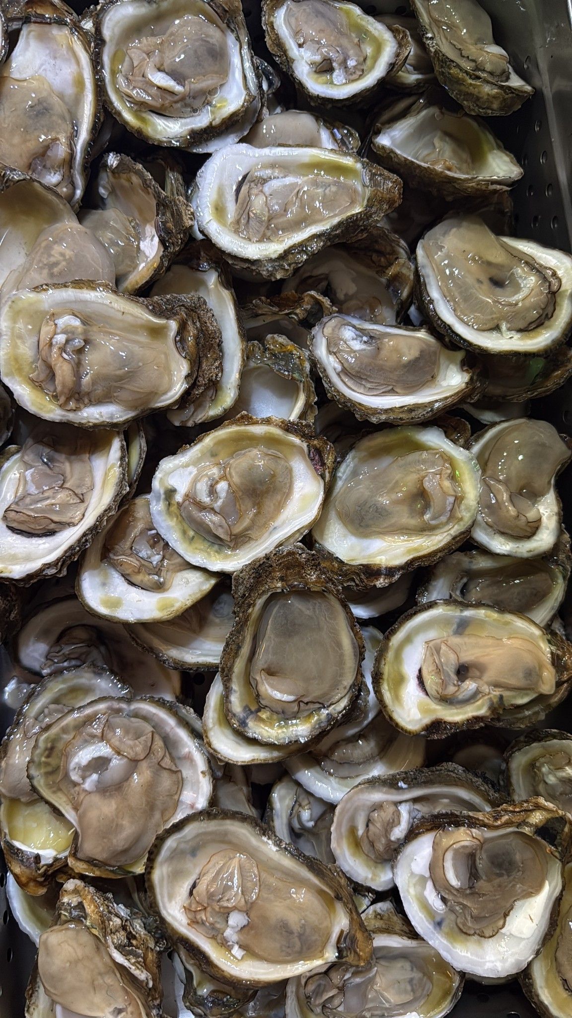 Fresh, open oysters in a tray, shells visible. At High Tide Harry's