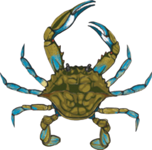 Blue crab with yellow-green shell and blue claws, claws raised.