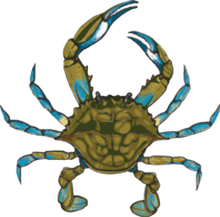 Blue crab with yellow-green shell and blue claws, claws raised.