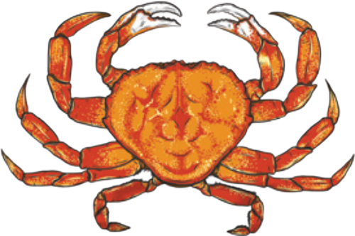 Orange Dungeness crab with extended claws and legs on a white background.
