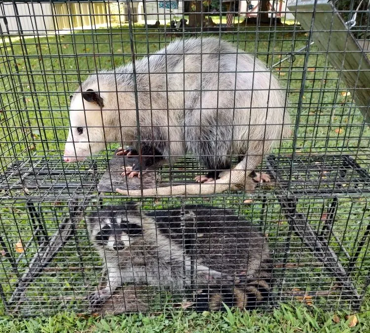 About Edmanson Wildlife Control LLC