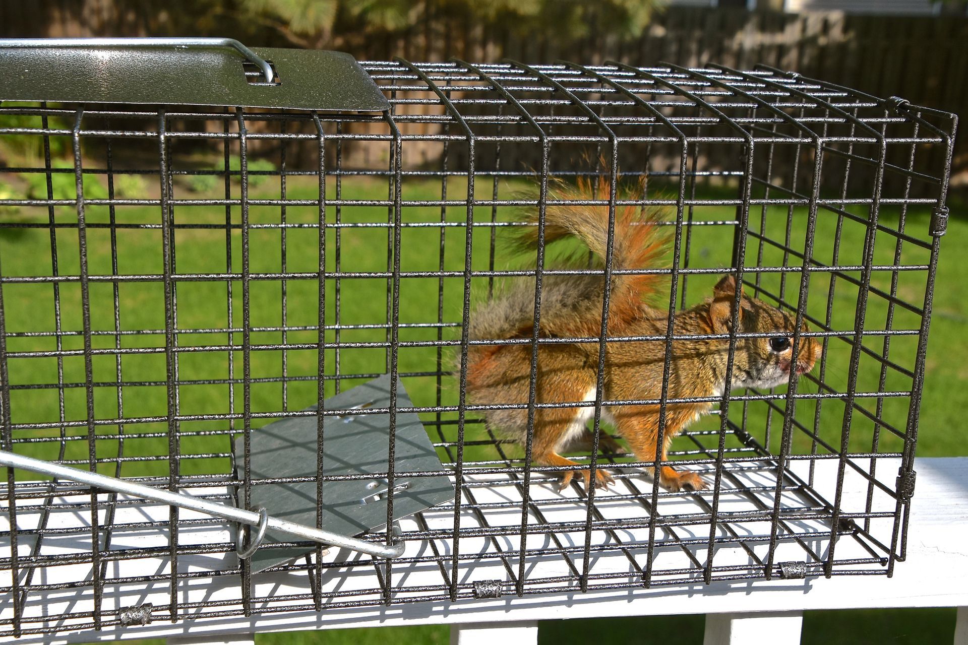 Humane Wildlife Trapping in Bloomington, IN Humane Wildlife Trapping in Bloomington, IN
