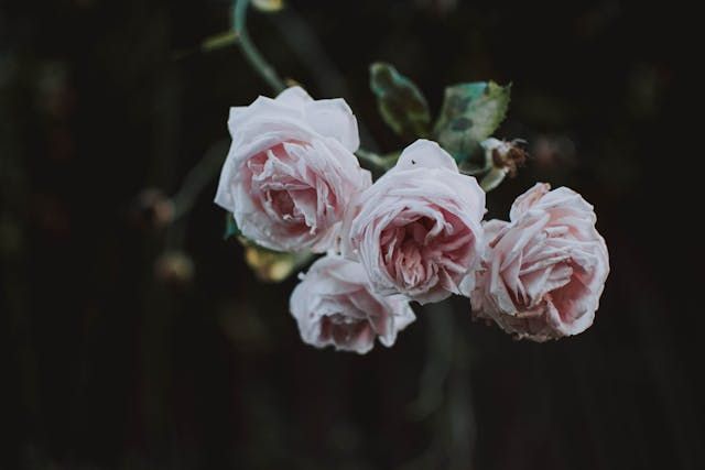 Roanoke, VA funeral services