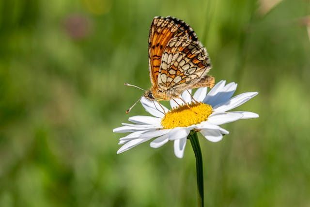A butterfly resting on a white daisy brings a uplifting touch to Roanoke, VA cremation services