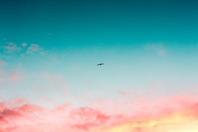 Lone bird gliding across a softly colored sky brings a calm touch to Roanoke, VA cremation services