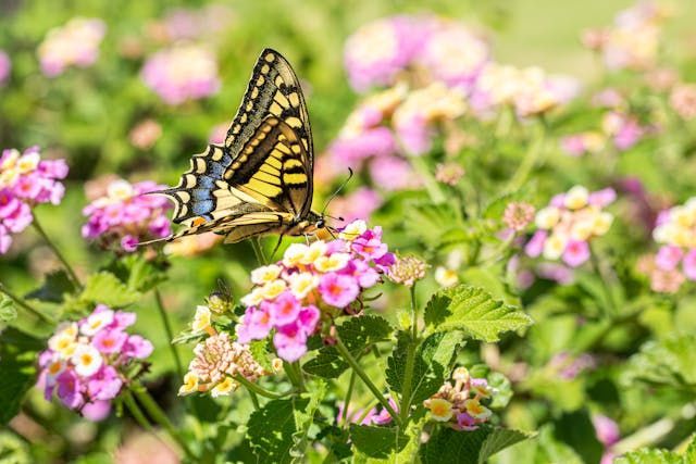Yellow-and-black butterfly rests on pink flowers, a remembrance with Roanoke, VA cremation services