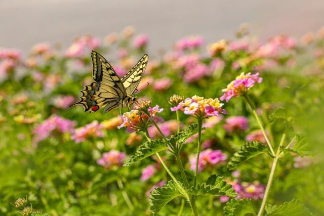 Butterfly resting among soft pink flowers brings a peaceful touch to Roanoke, VA cremation services