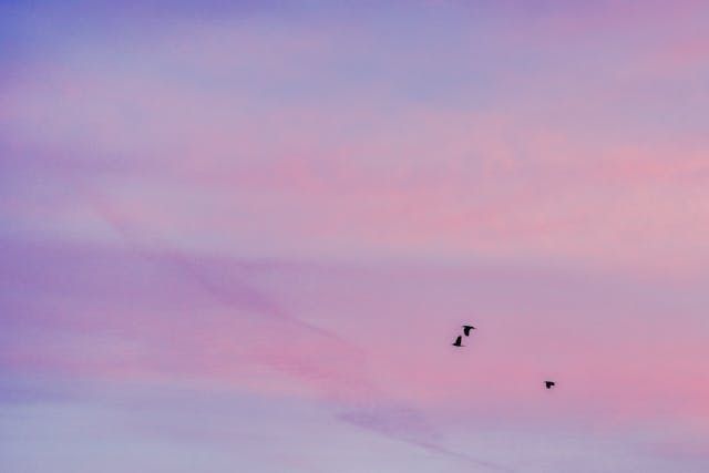 Soft pink and purple skies with birds in flight bring a calm feeling to Roanoke, VA cremations