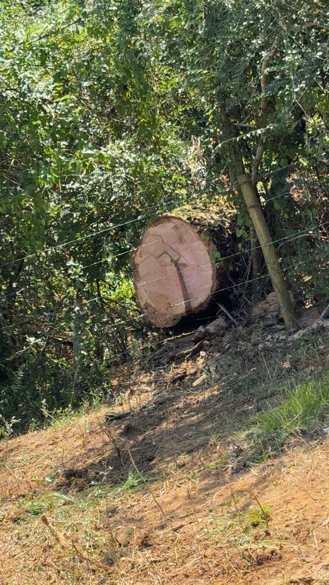 Cut tree trunk on a hillside with surrounding greenery and wood chips.