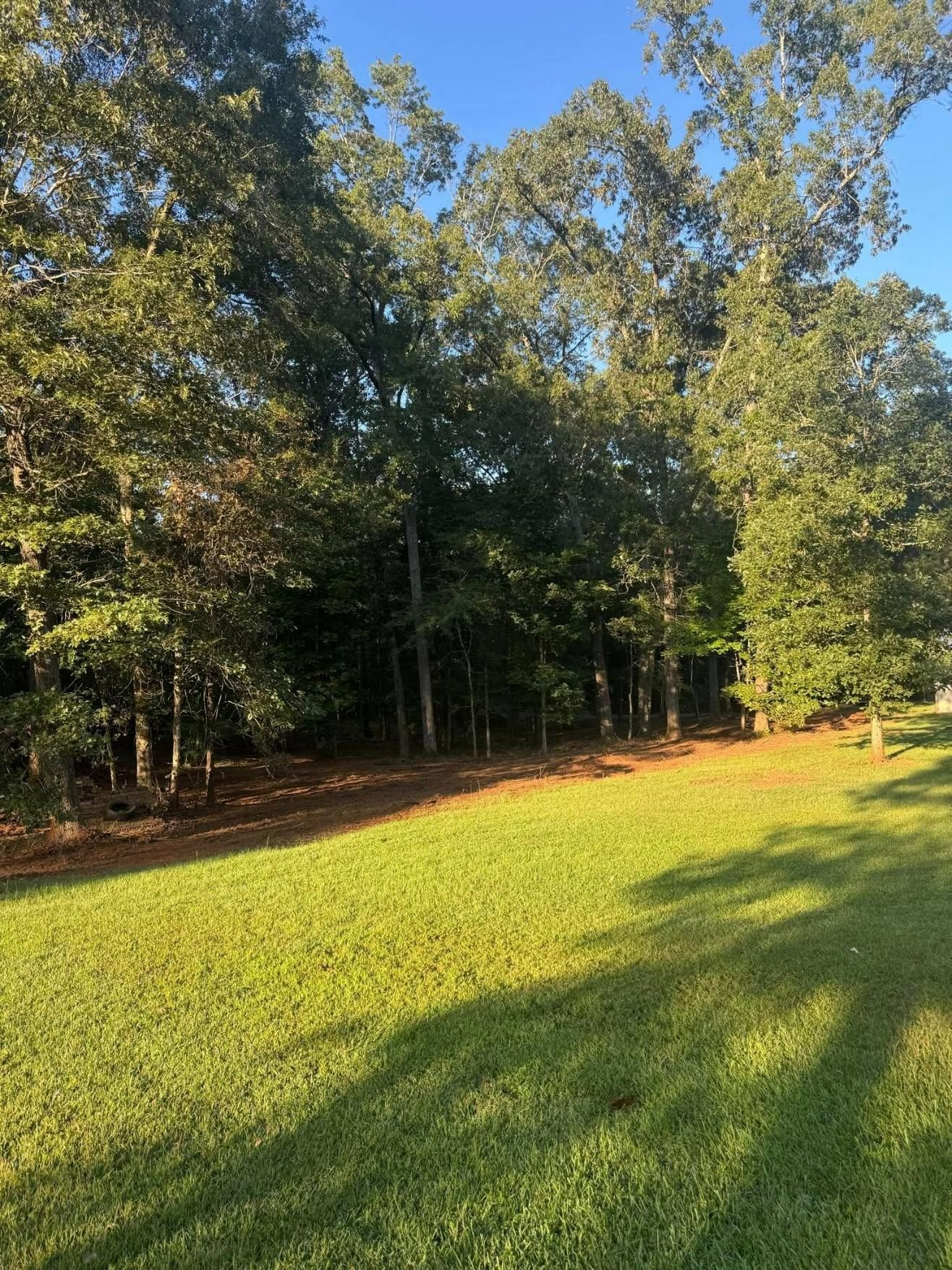 Green lawn in sunlight, leading to a line of trees with green foliage. Blue sky in the background.