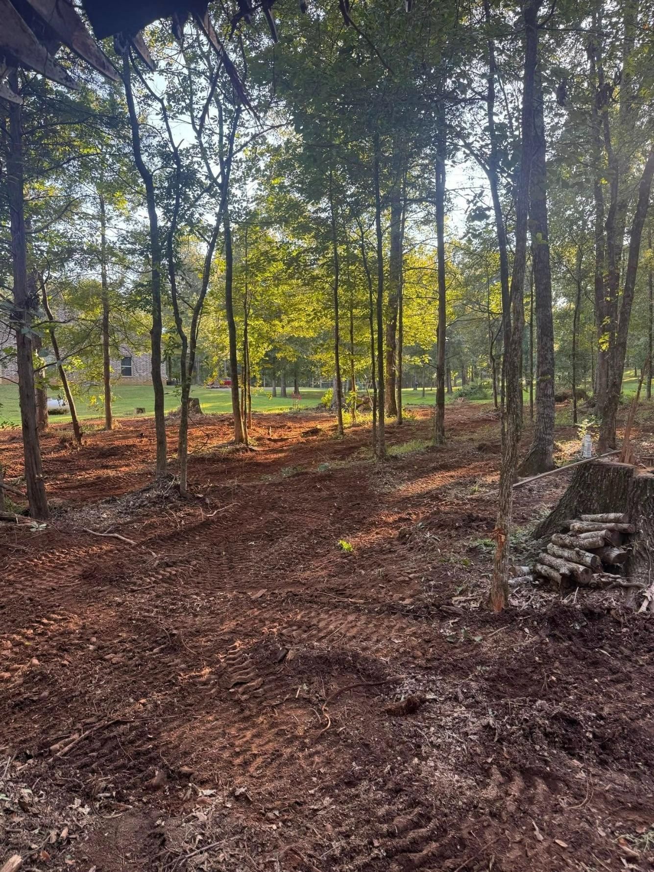 Trees and cleared land with brown soil in a forest. Sunlight illuminates the area.