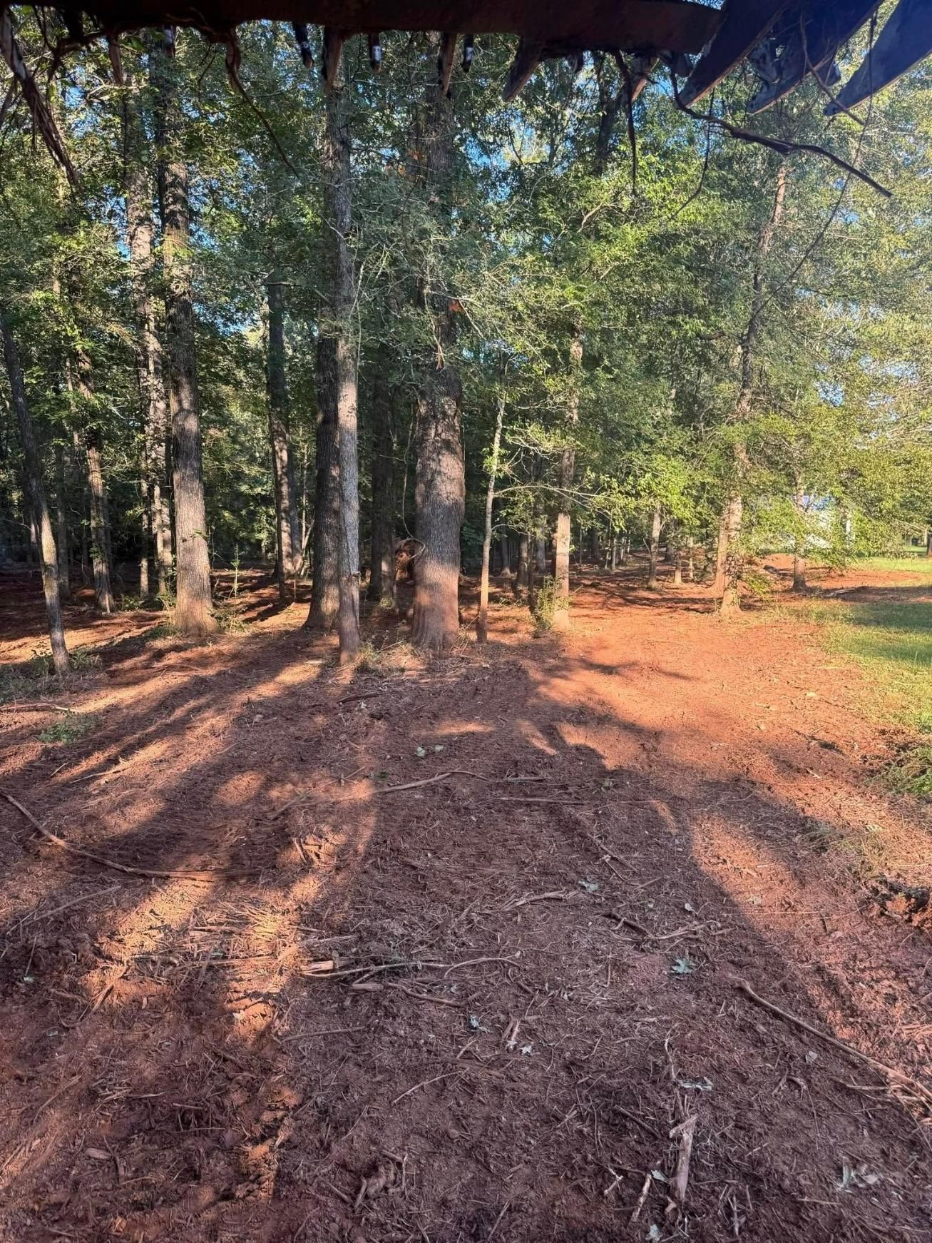 Dirt path through a forest, sunlight casting long shadows.