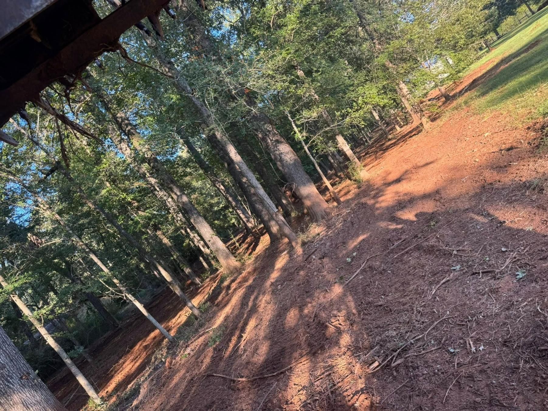 A forest path with red soil and tall trees, lit by the sun.