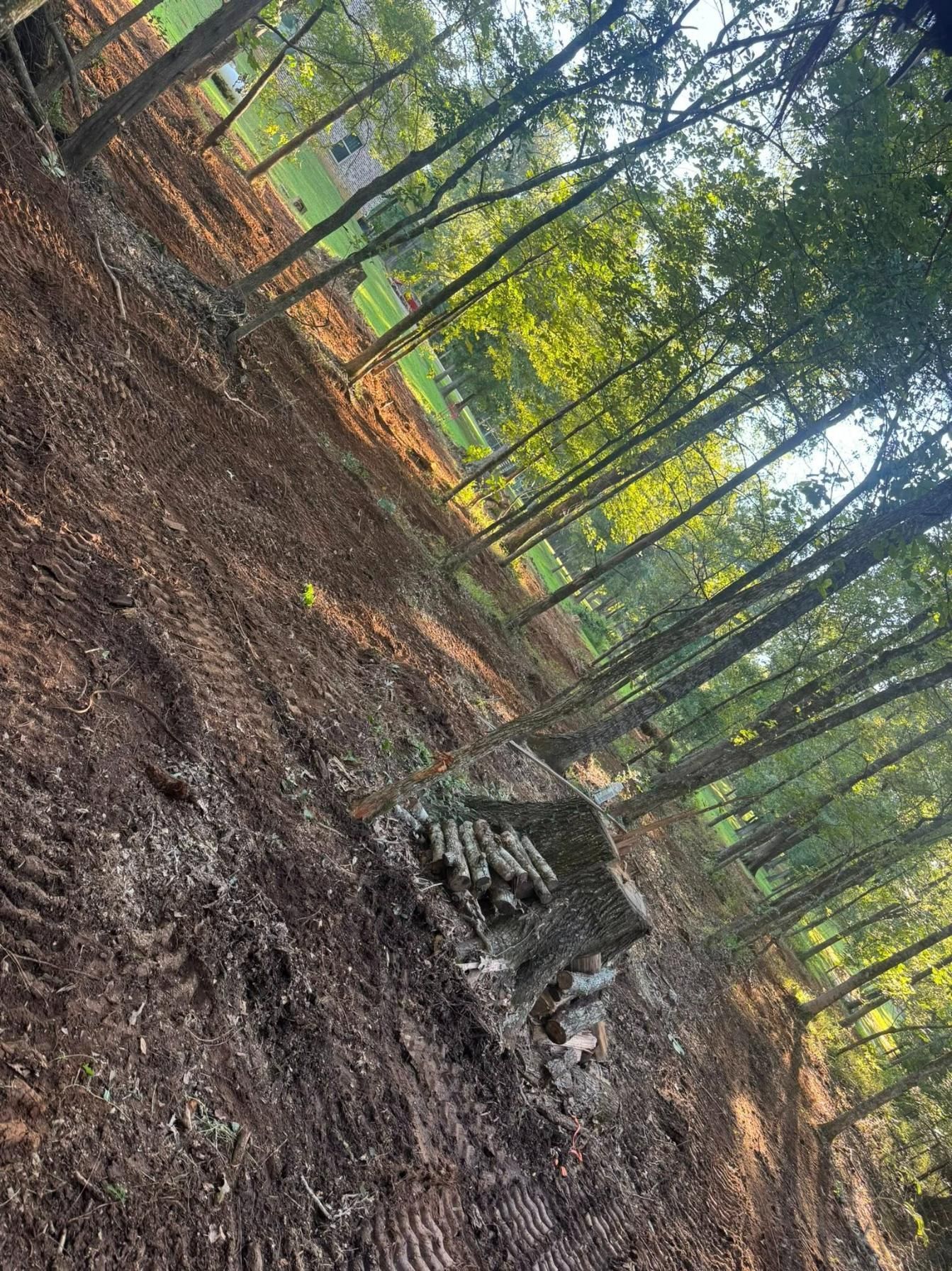 Dirt path through woods, angled upward. Brown ground with tire tracks, green trees, and sunlight.
