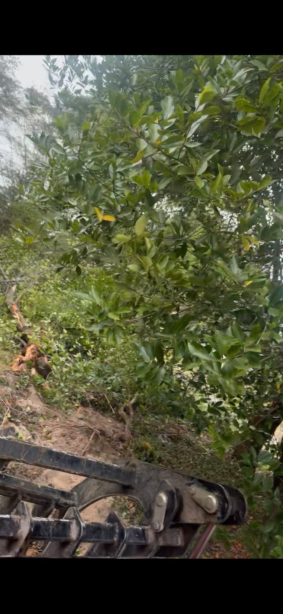 A machine's claw tearing through a dense wall of green vegetation.