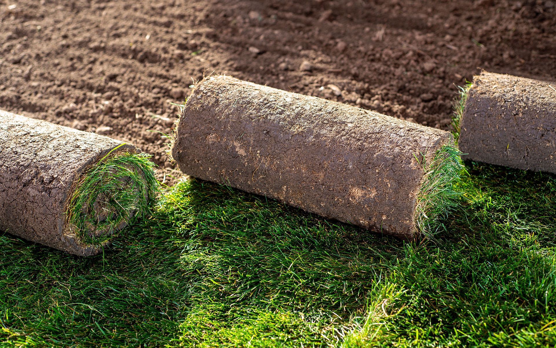 Rolled sod on green grass, ready for installation in a prepared garden bed with dark soil.
