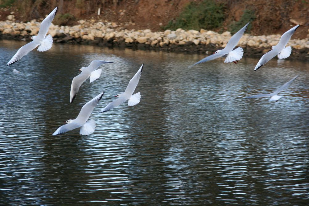 שחפים מעל נחל הירקון