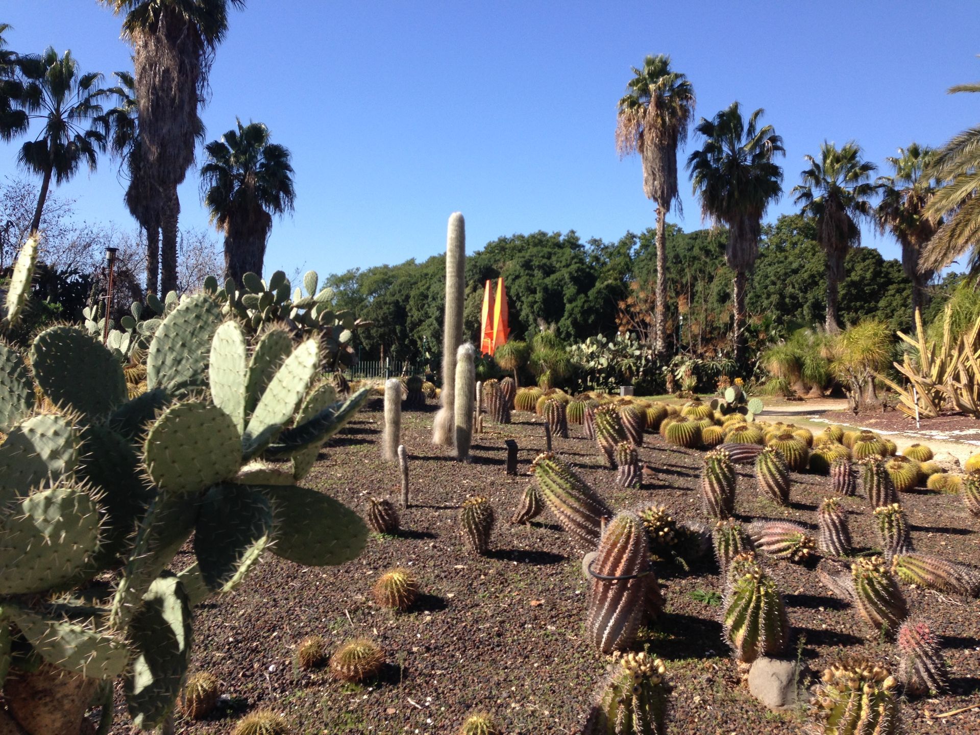 גן הקקטוסים